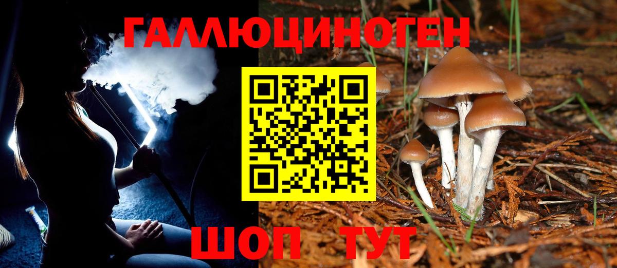 Псилоцибиновые грибы Psilocybine cubensis Асино